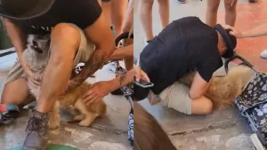 El emocionante reencuentro de un joven con su perrito tras incendios forestales en la región de Valparaíso