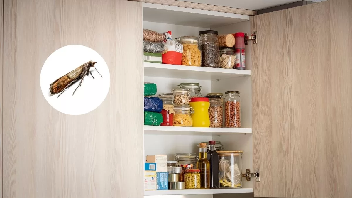 ¿Cansada de verlas en tu despensa?: Cinco trucos para evitar la aparición de polillas en tus alimentos