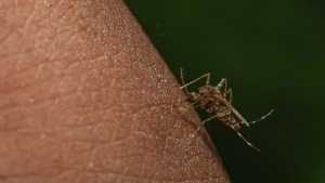 Dengue en Chile: Estos son los síntomas y cómo puedes protegerte ante el aumento de casos en Chile