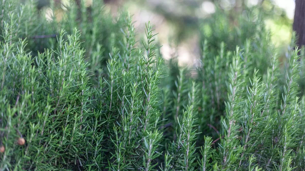 Caída Del Cabello (1)