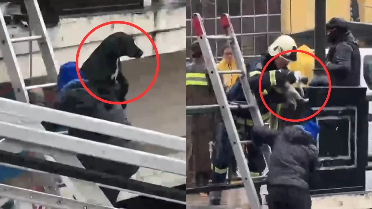 Registran peligroso rescate de una familia junto a sus mascotas en la ribera del río Mapocho: "Es muy complicado sacarlos"