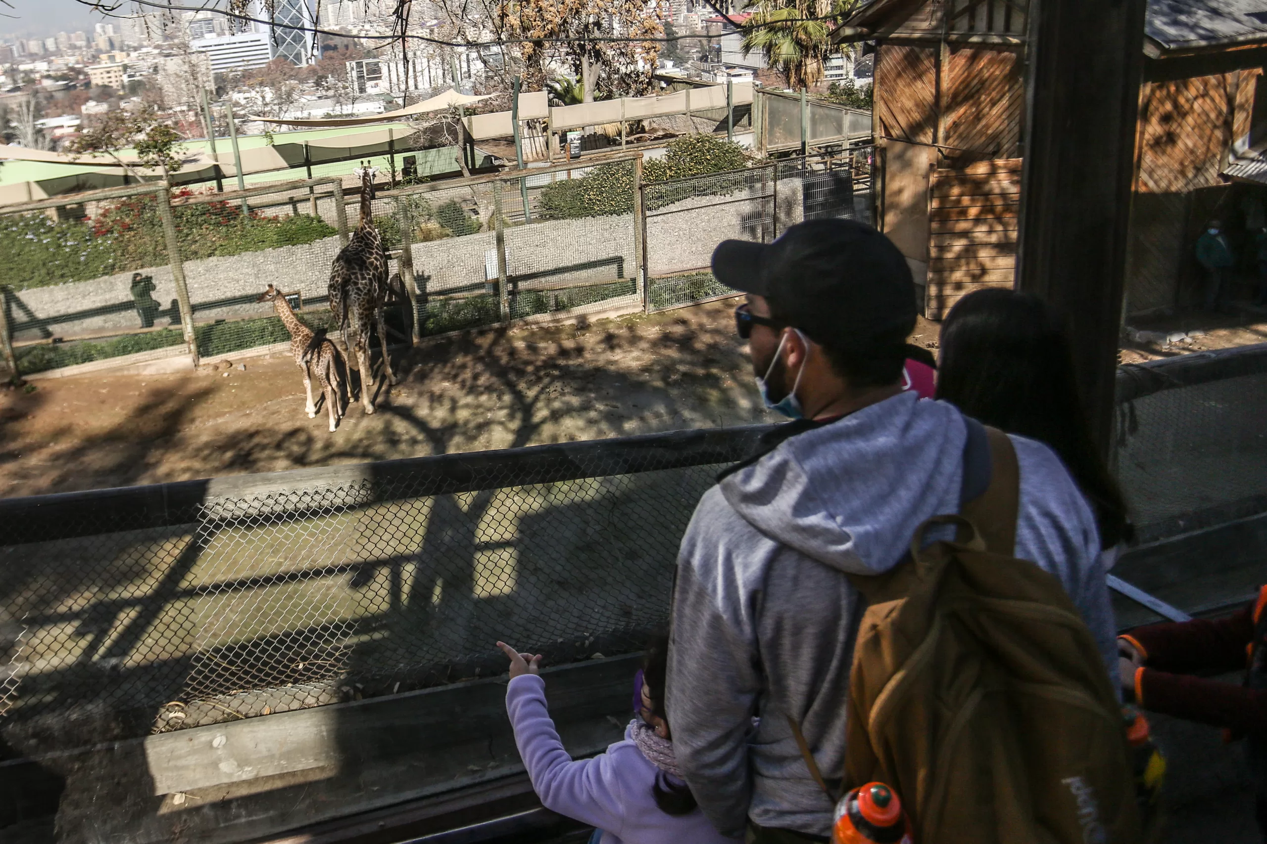 Zoológico Nacional Presenta Cría De Jirafa