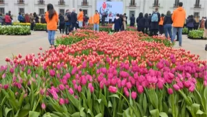 Día del Tulipán 2024: Dónde y cuándo se realizará la exhibición que regala estas flores al público