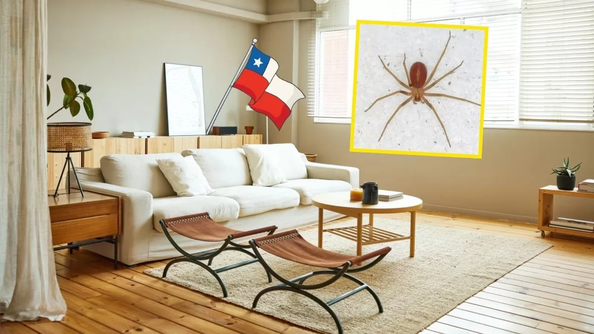 Las mejores formas para prevenir la aparición masiva de arañas de rincón con el calor en Chile: pocos saben estos trucos