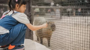 El regalo que todos los niños quieren para Navidad y cómo verlos en Chile: Están a solo 30 minutos de Santiago