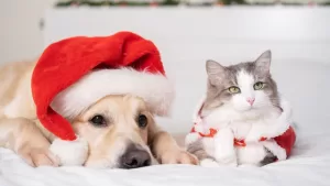 Celebra Navidad junto a tus mascotas y regálales Trocitos Jugosos de MasterDog y MasterCat