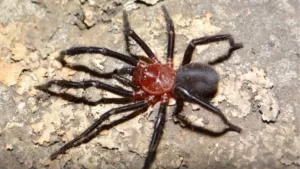 Nueva especie de araña venenosa en Chile: Qué tan peligrosa es y cómo reconocerla