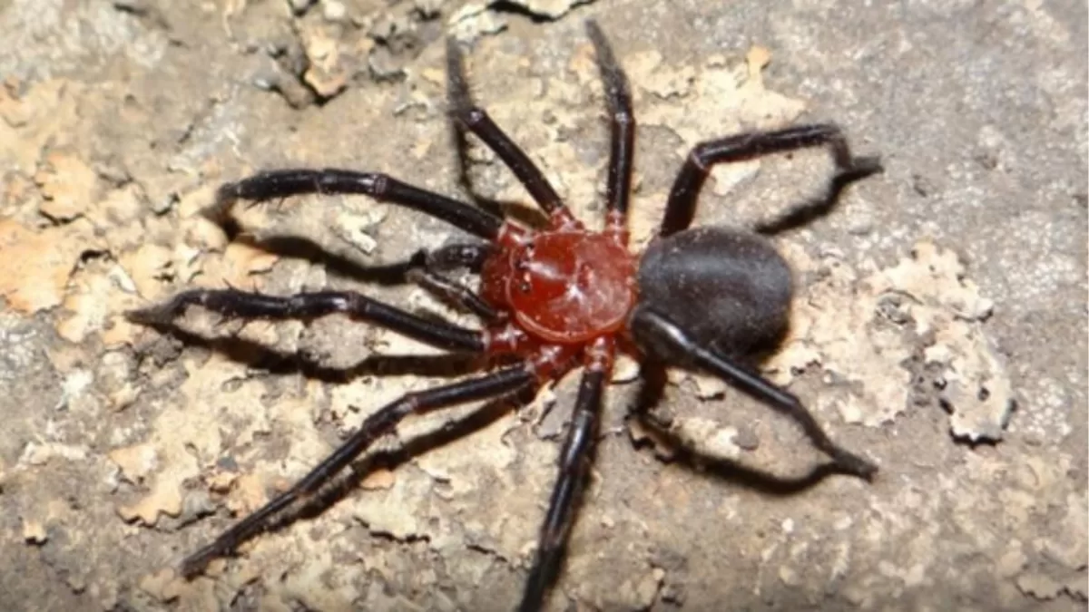 Nueva especie de araña venenosa en Chile: Qué tan peligrosa es y cómo reconocerla