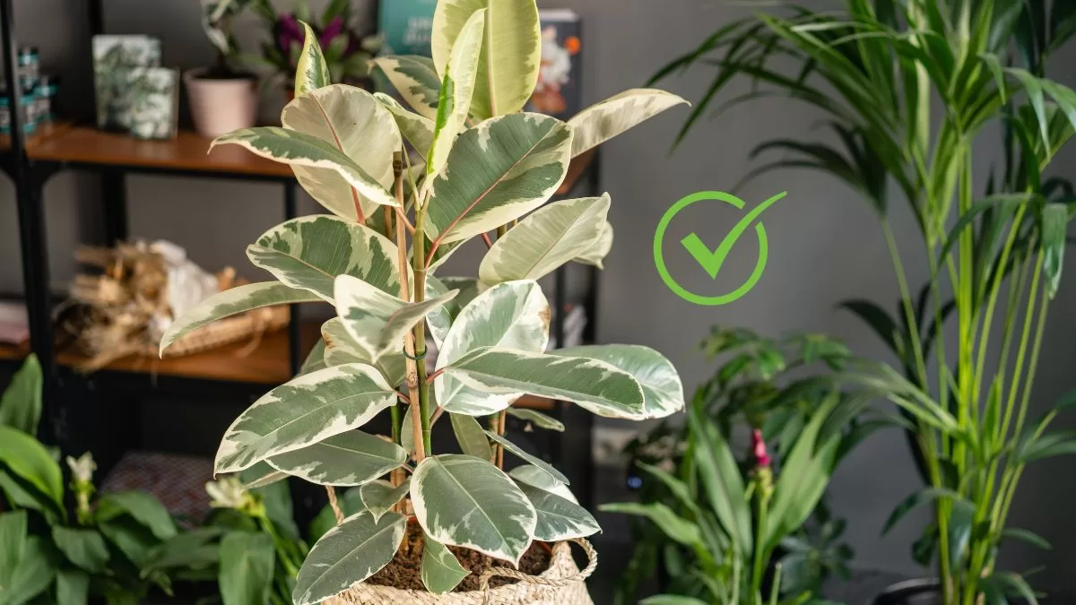 Plantas De Interior (1)