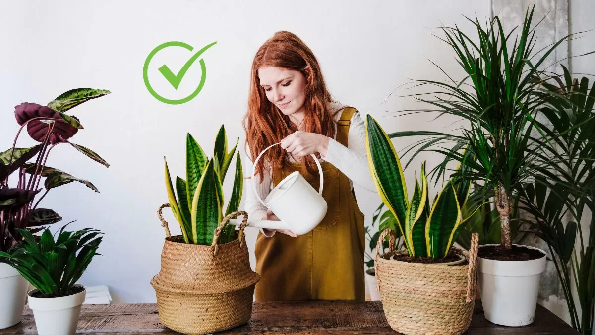 Plantas De Interior (2)