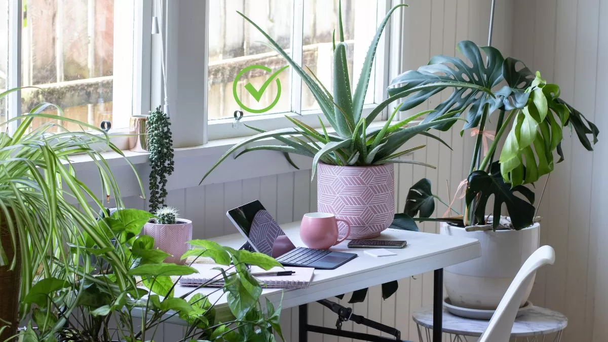 Plantas De Interior (3)