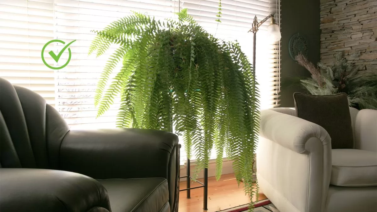 Plantas De Interior (5)