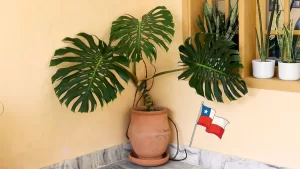 Monstera Deliciosa (2)