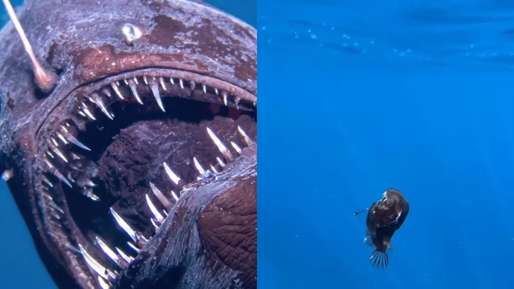 Pez Diablo Negro (2)