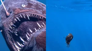 Pez Diablo Negro (2)