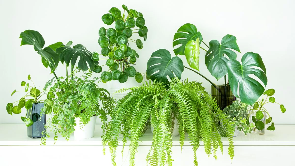 Es fácil de cuidar, atrae la buena suerte y la puedes comprar en Chile por menos de $5.000: esta es la planta de interior que debes tener en casa