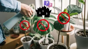3 plantas de interior (baratas) que le aportan alegría a tu casa: conoce sus cuidados básicos y dónde comprarlas