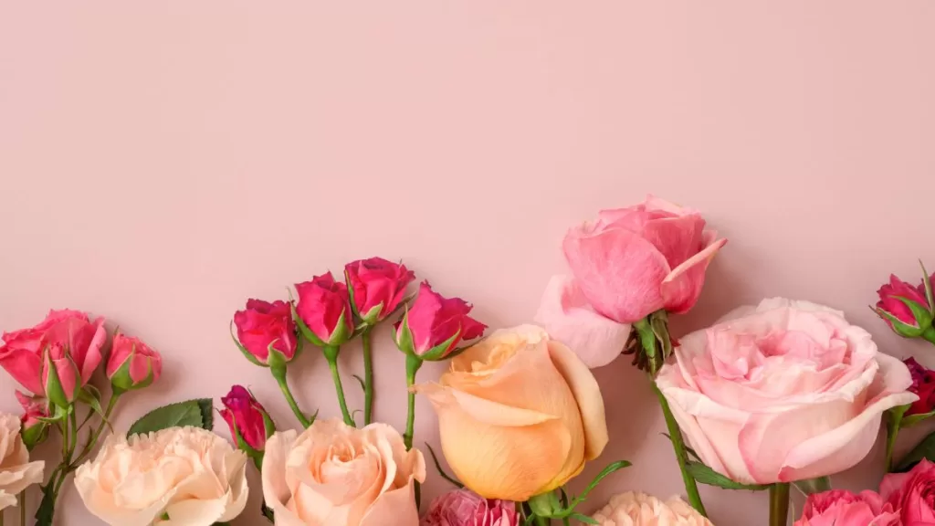 Plantas De Interior (9)