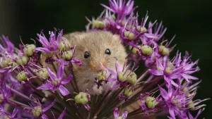 Esta es la planta que debes tener en tu jardín si quieres espantar los ratones de tu hogar