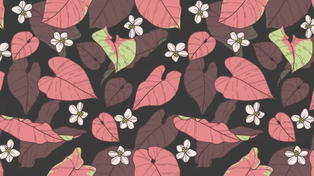 Singonio Neón Robusta