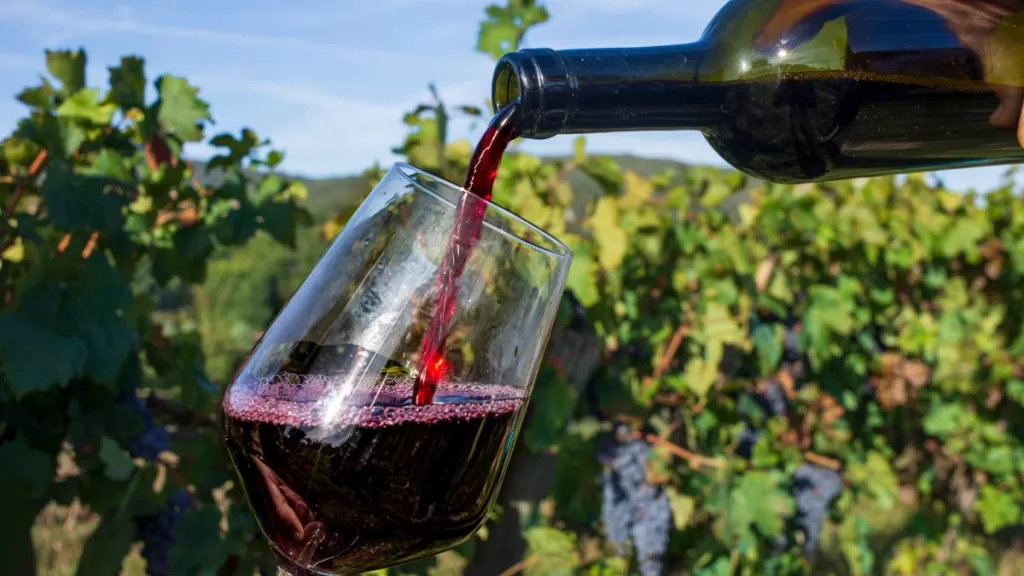 Fiesta De La Vendimia Marchigüe (8)