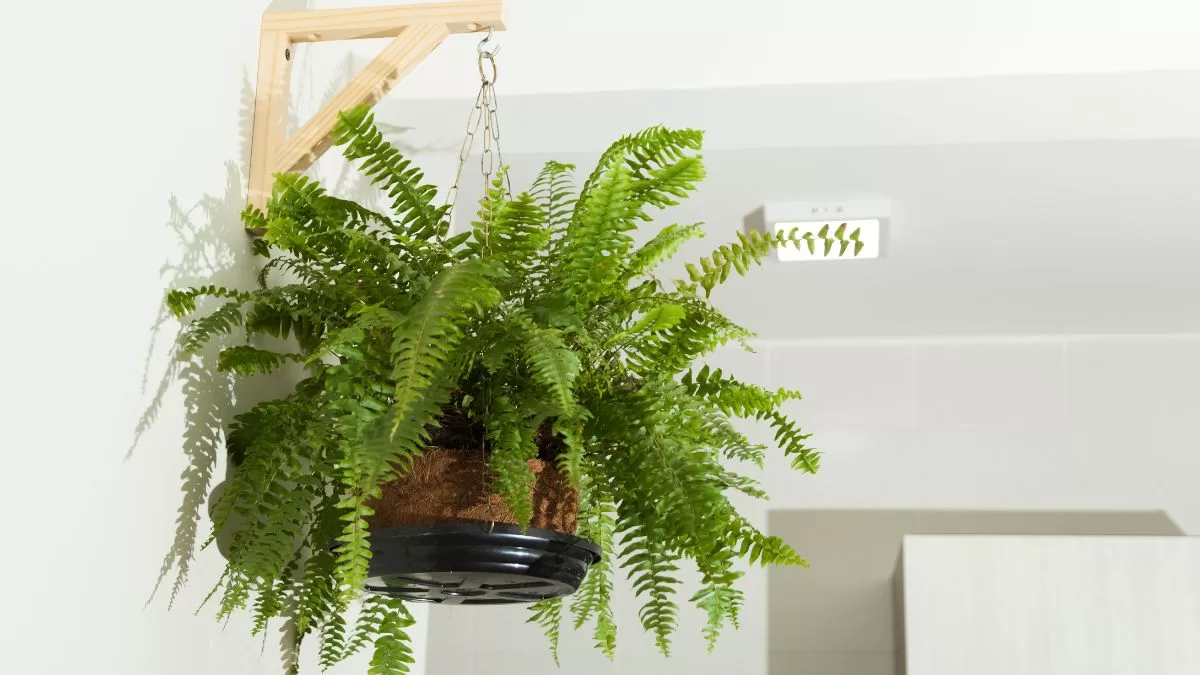 Plantas De Interior (10)