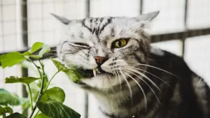 Plantas de interior que son dañinas para tus mascotas: pueden causar dolores y vómitos