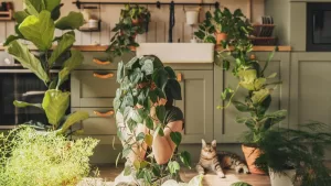 Plantas De Interior (26)