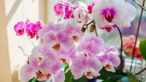 Plantas De Interior (4)