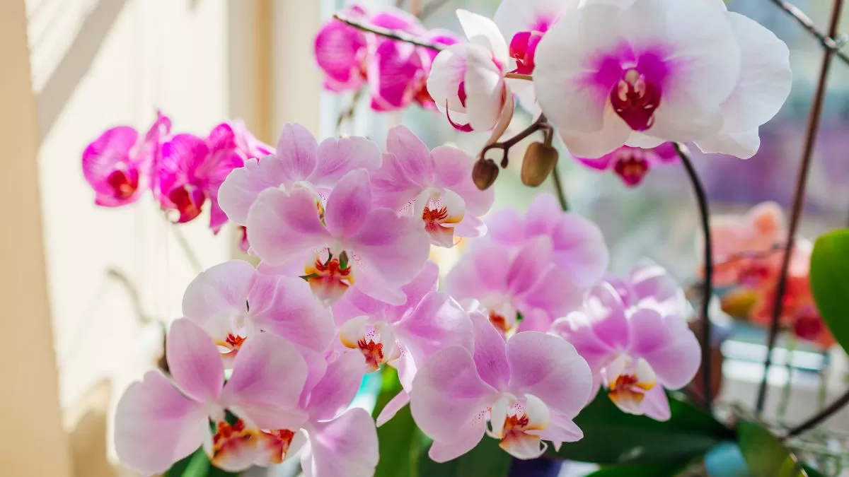 Las tres plantas de interior perfectas para dar más color a tu hogar: la tercera te enamorará