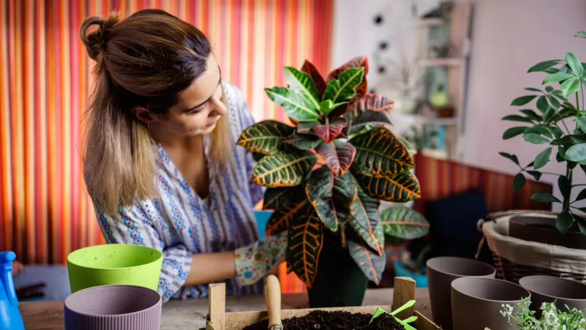Plantas De Interior (5)