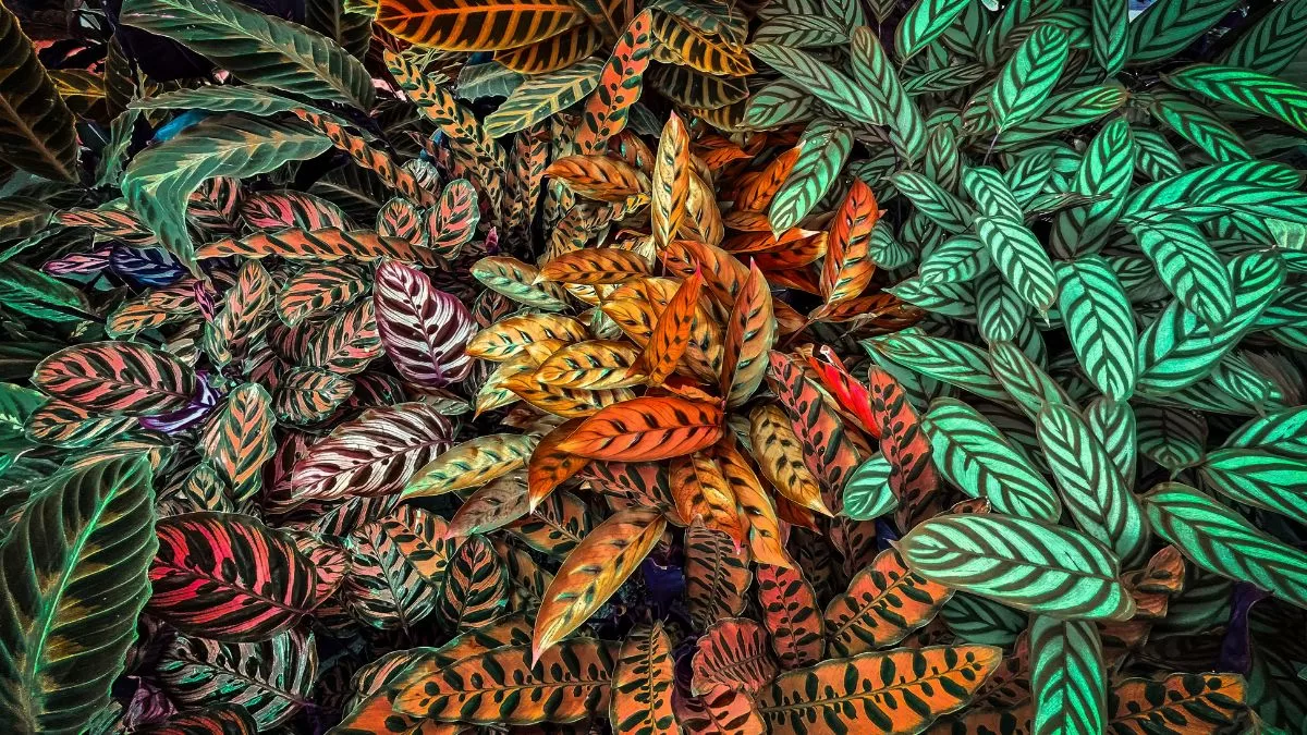 Plantas De Interior (6)