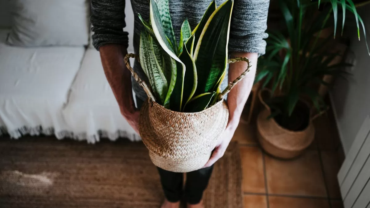 Plantas De Interior (7)