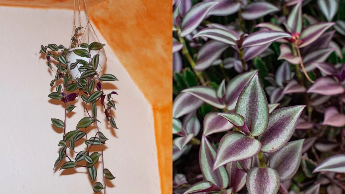 Plantas De Interior (8)