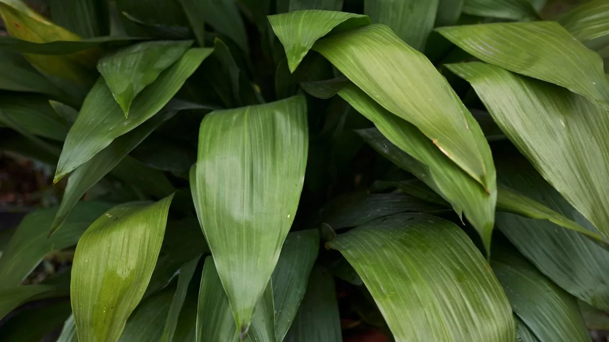 Plantas De Interior (9)