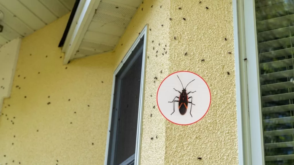 Chinche Del Arce (5)