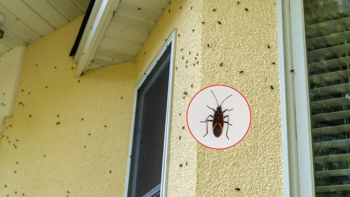 Chinche del arce invade hogares en Santiago: cómo evitar que se metan a tus almohadas