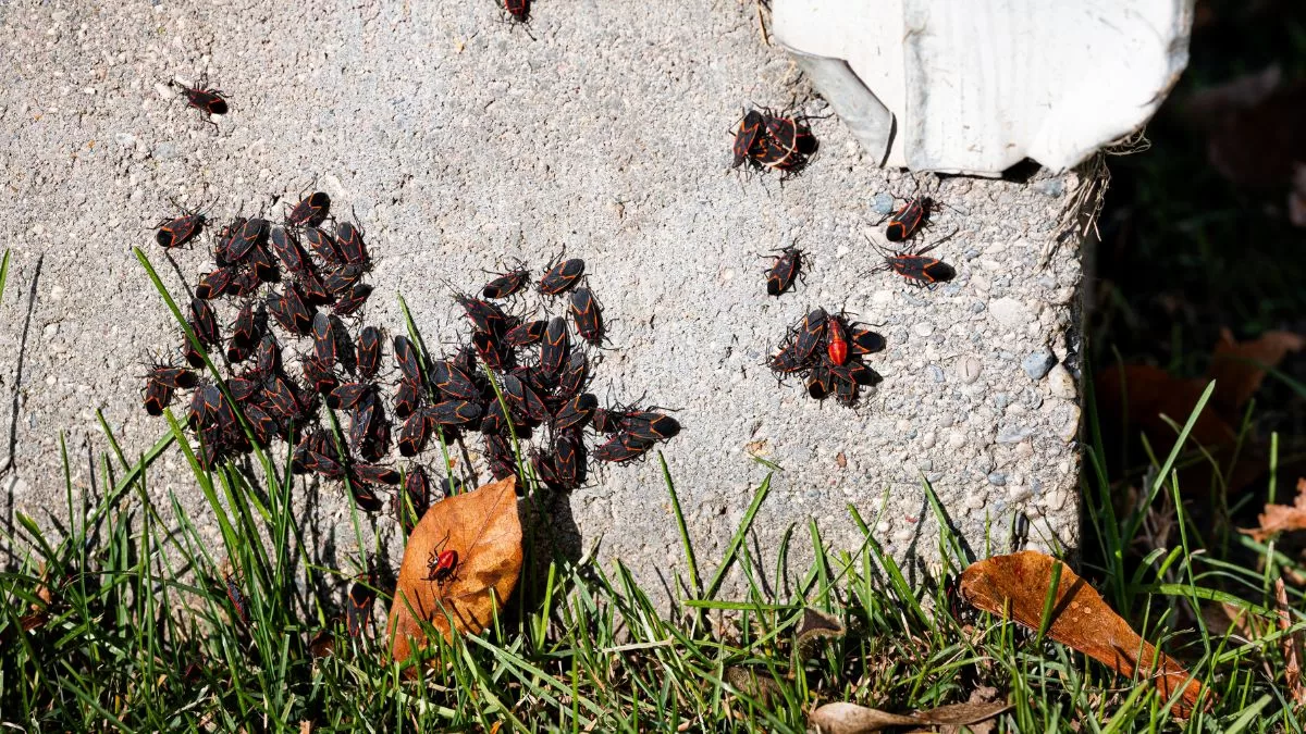 Chinche Del Arce (6)