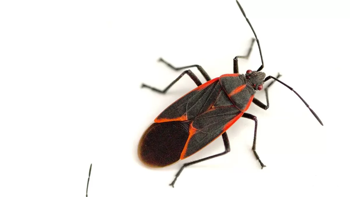 Chinche Del Arce (7)