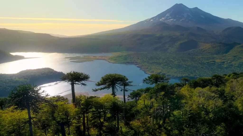 Festival De Cine Santiago Wild