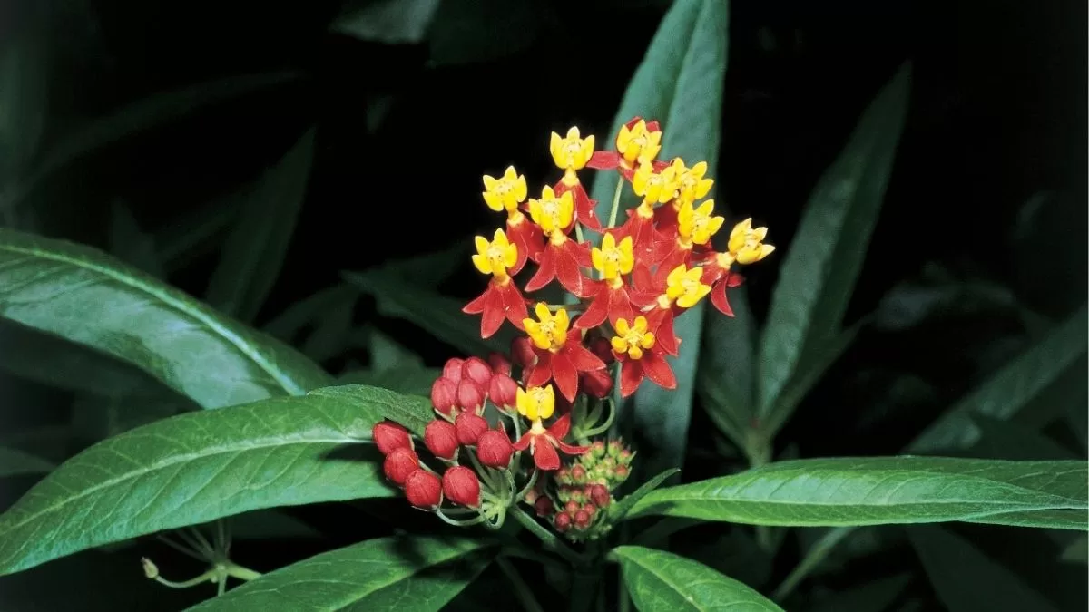 Flor De Sangre, Hierba María
