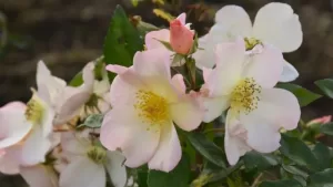 La planta que llena tu jardín de aroma, crece en grupo y apenas necesita cuidados