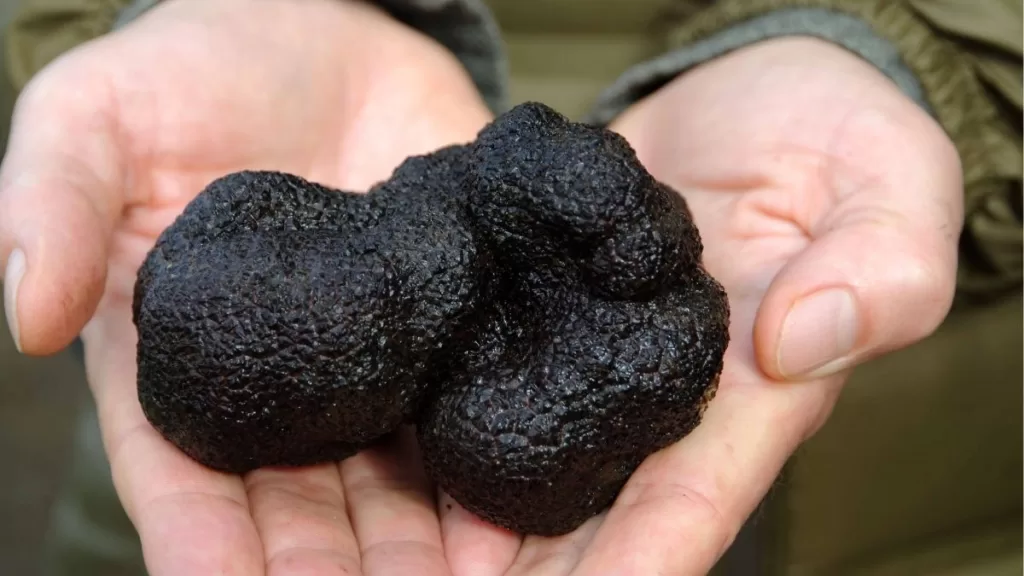 Trufa Negra (2)