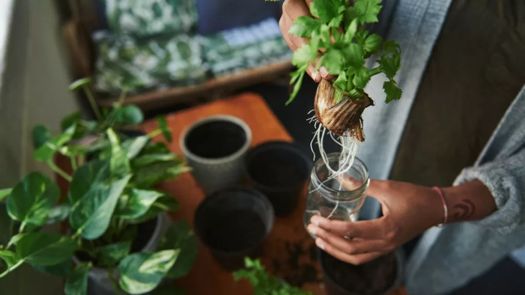 Plantas Para Las Malas Energías