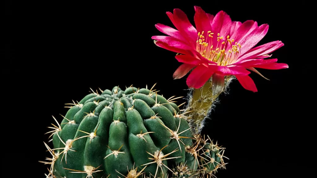 Cactus Flores