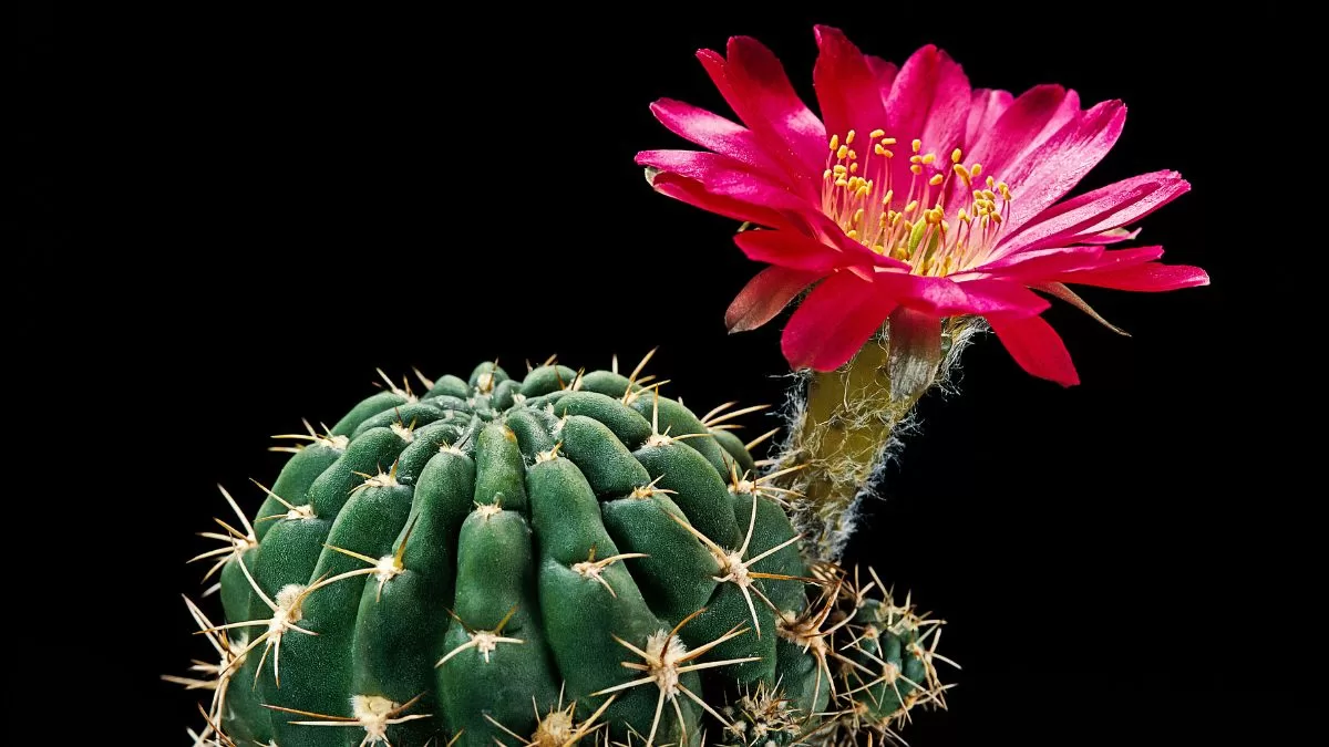 El mejor truco para conseguir flores coloridas en tu cactus: pocos lo saben en Chile