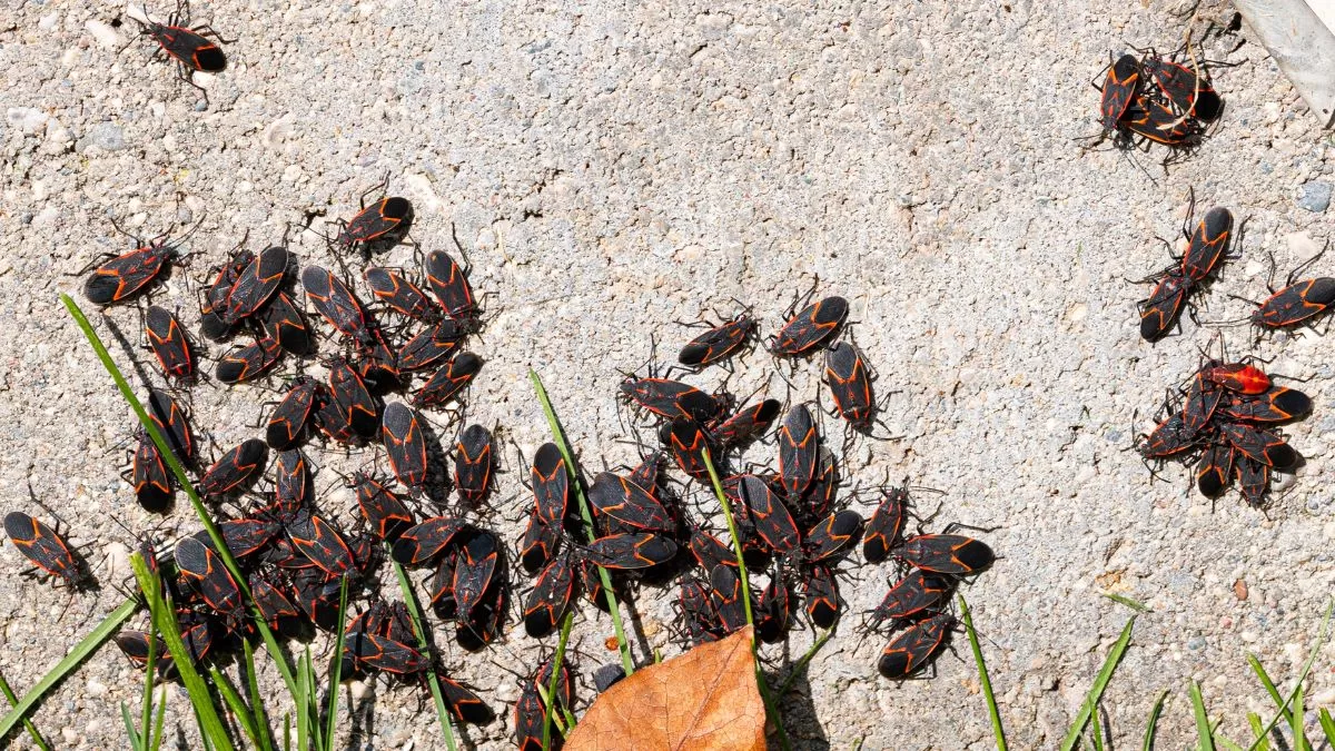 Chinche Del Arce (1)