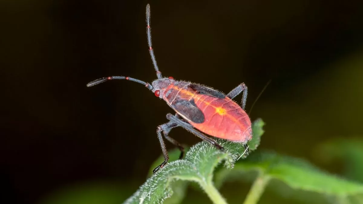 Chinche del Arce regresa a Santiago pese al frío: cómo eliminarlos y proteger mi casa de una posible invasión