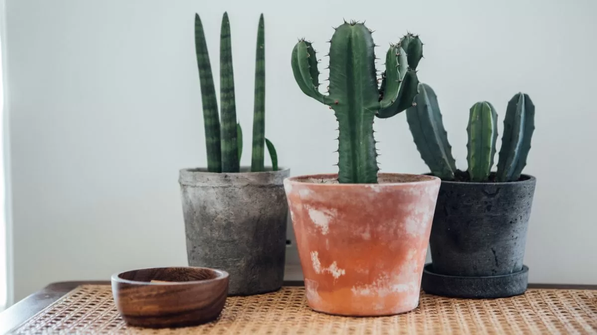 Plantas Feng Shui (1)