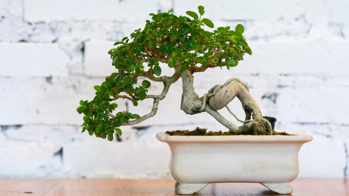 Plantas Feng Shui (2)